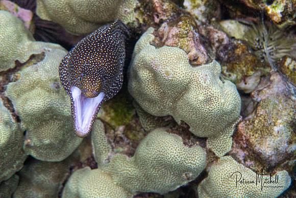 Moray (1 of 1)