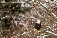Bald Eagle In snowy tree