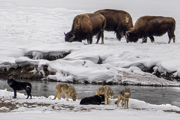 Bison & Wapiti Lake Pack