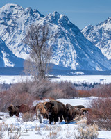 Teton Bisons