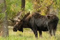 Gros Ventre Moose (1 of 1)