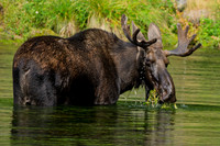 Big Springs Moose