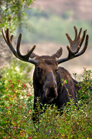 Gros Ventre Moose in Berry Bushes (1 of 1)