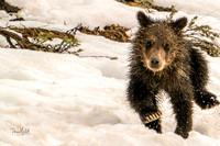 Running Cub