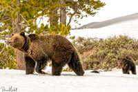 Felicia and Cubs I