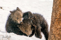 Bear Hug