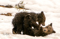 Felicia's Cubs III