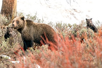 Felicia and Cubs II