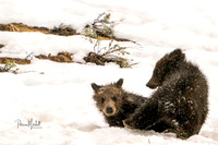 Felicia's Cubs Snow Fun