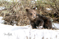 Felicia's Cubs VI