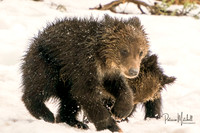 Felicia's Cubs V