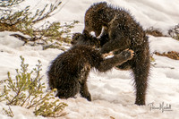 Felicia's Cubs