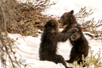 Grizzly Cubs