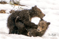 Felicia's Cubs IV