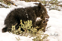 Felicias's Cubs II