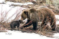 Felica & Cub (Mothers Love)