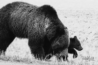 Felica & Cub B & W