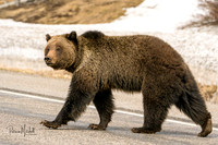 Felica Crossing the Road