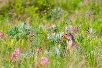 Squirrel in Meadow (1 of 1)
