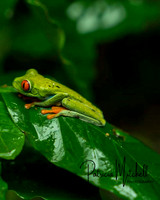 Tree Frog
