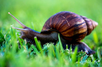 Maui Snail (1 of 1)