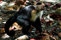 Small Animals (Wild)
