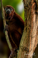 Howler Monkey (1 of 1)