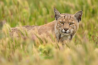 Bob Cat