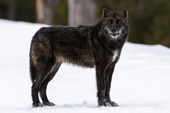 Wapiti Lake Pack young female II