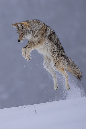 Air Coyote 1