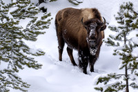 Snowy Bison I
