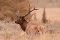 Leader of the Pack Teton 2 2025