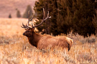 Leader of the Pack Teton 2025