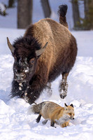 Bison Chasing Fox Yellowstone 02-2025 (1 of 1)