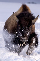 Bison Charge