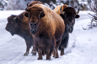 Bison Gang (1 of 1)
