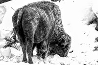 Icy Bison (1 of 1)