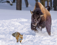 bison fox chase