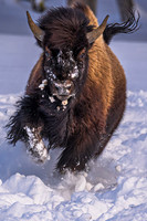 Prancing Bison