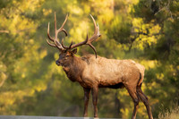 Bull Moose Elk Jenny Lake Scenic Drive