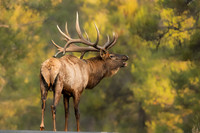 Bull Moose Elk Jenny Lake Scenic Drive2