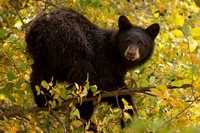 Out on a Limb 2