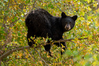 Out on a Limb