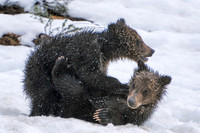 Rough & Tumble Cubs