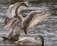 Madison River Cygnets