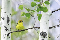 Western Tanager in the Aspen