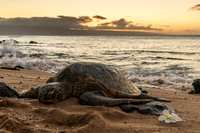 Maui Turtle