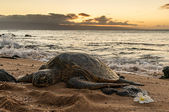Maui Turtle