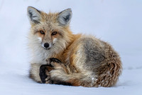 Teton Fox (3 of 3)