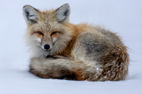 Teton Fox (2 of 3)